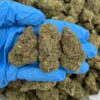Buy Afghan Kush Online