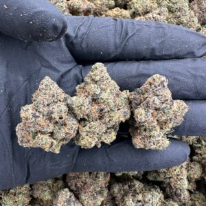 Buy Jack Herer Online